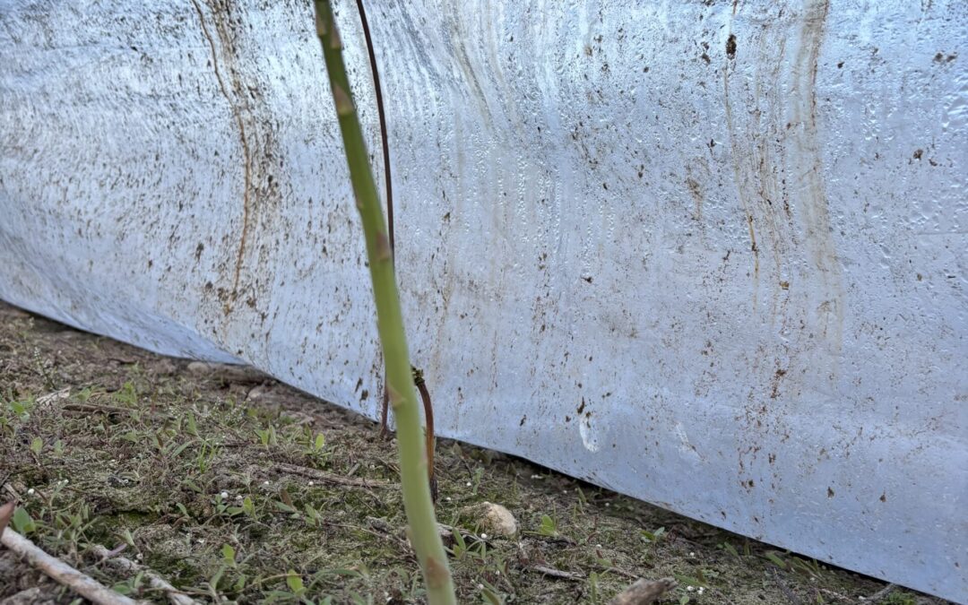 Med solen kommer….